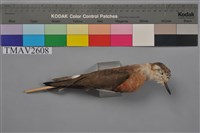 藏品(紅胸鴴)的圖片